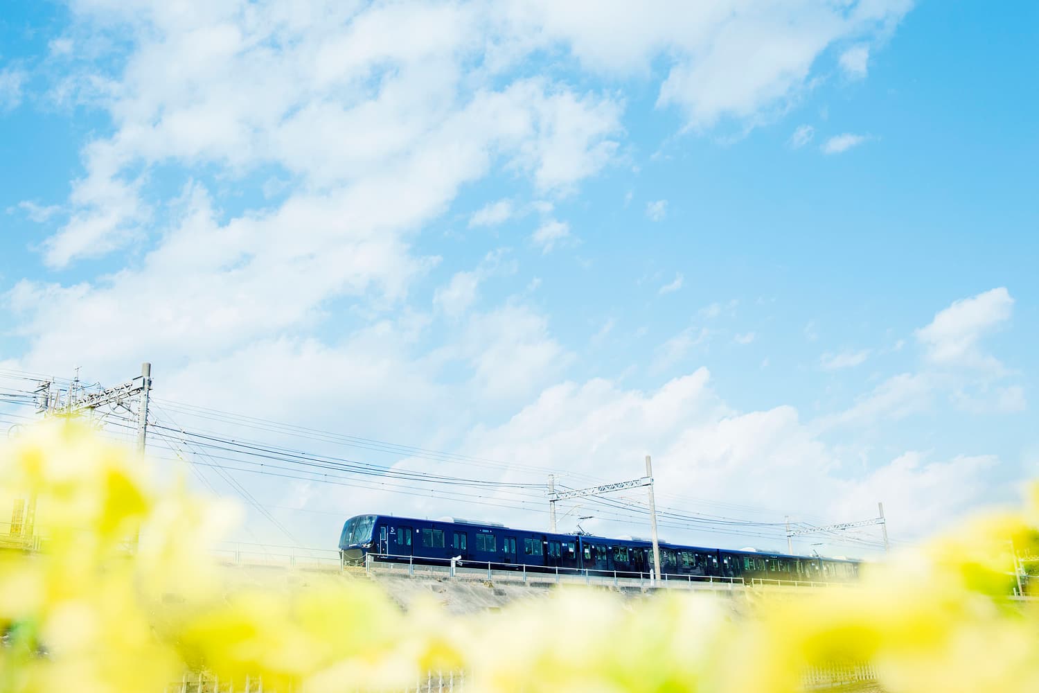 手前に菜の花が咲き誇り、青空の下を走る紺色の電車が見える、イメージ