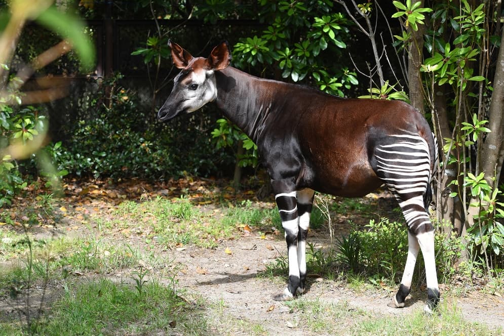 よこはま動物園ズーラシア